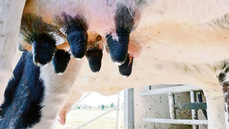 fd06f46bc29de603d1d0a42d92199908b0563a0adcc80a5a5c9c789c74855d49 Holstein-Kuh Antje ist eine Weltsensation
