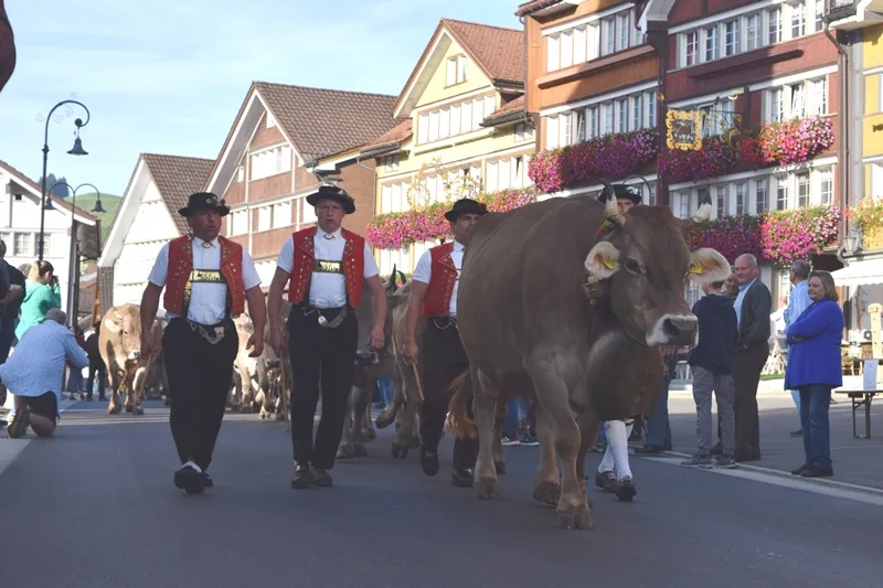 5042837dd6989a0536d10d7bbe44dc2567b09d72 Alpaufzüge und -abzüge sind im Appenzellerland ein Publikumsmagnet. Das Bild zeigt den Alpabzug in Urnäsch im Jahr 2019. (Bild sgi)