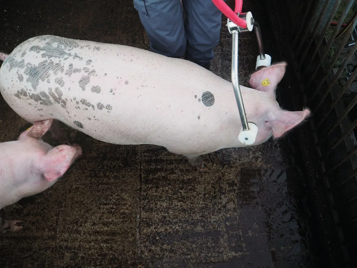 Das Schwein wird mit der Elektrozange betäubt.
