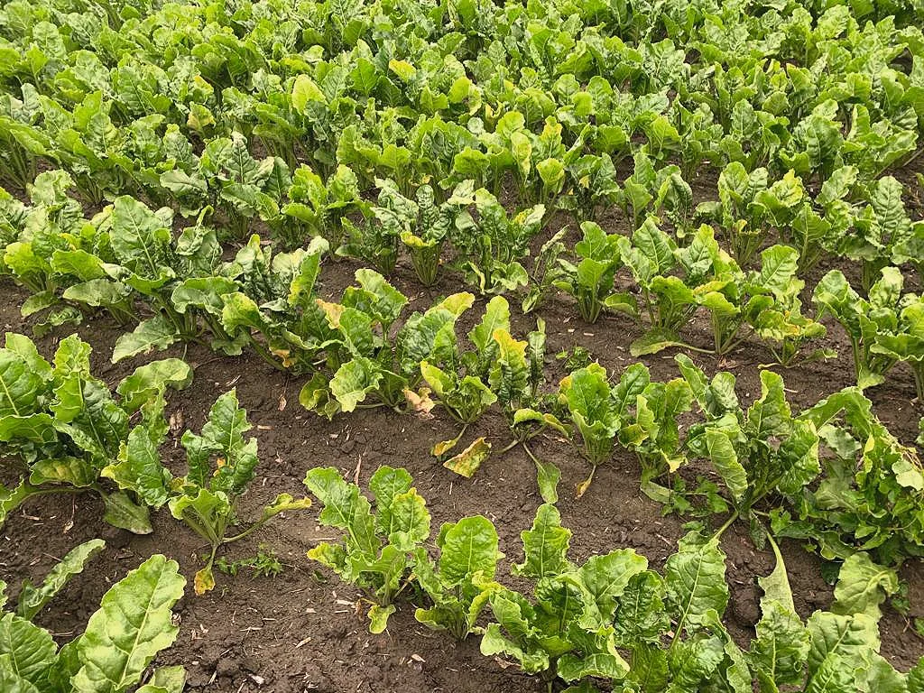 ea8074997a0ac229c042d67a79008f5d2ba05ee0 Hier waren grüne Blattläuse am Werk, die das Virus der Vergilbungskrankheit übertragen. 2021 wird der Zuflug überwacht und mittels App gewarnt. Bild: S. Jenni