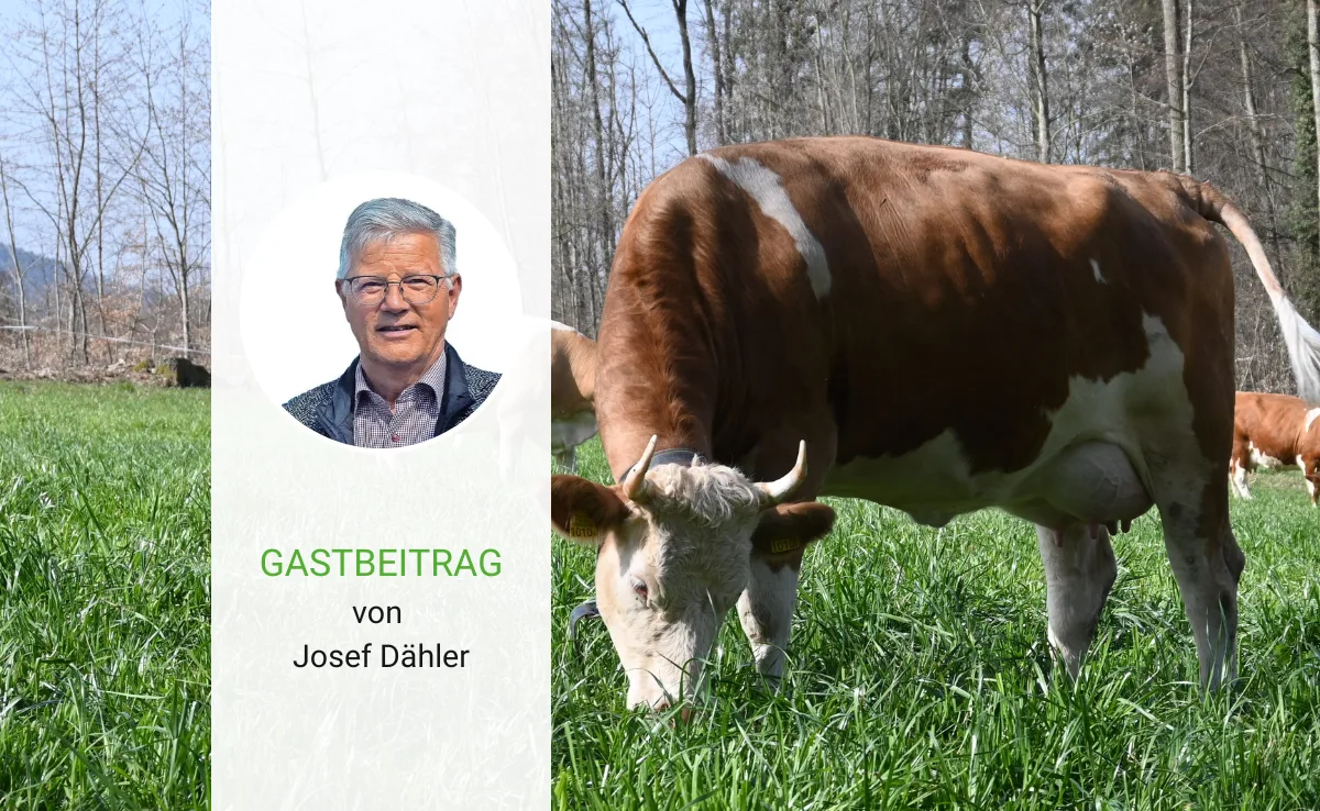 Artikel_Gastbeitrag_BauZ_DaehlerSimmental Die Abhängigkeit sollte der Politik zu denken geben
