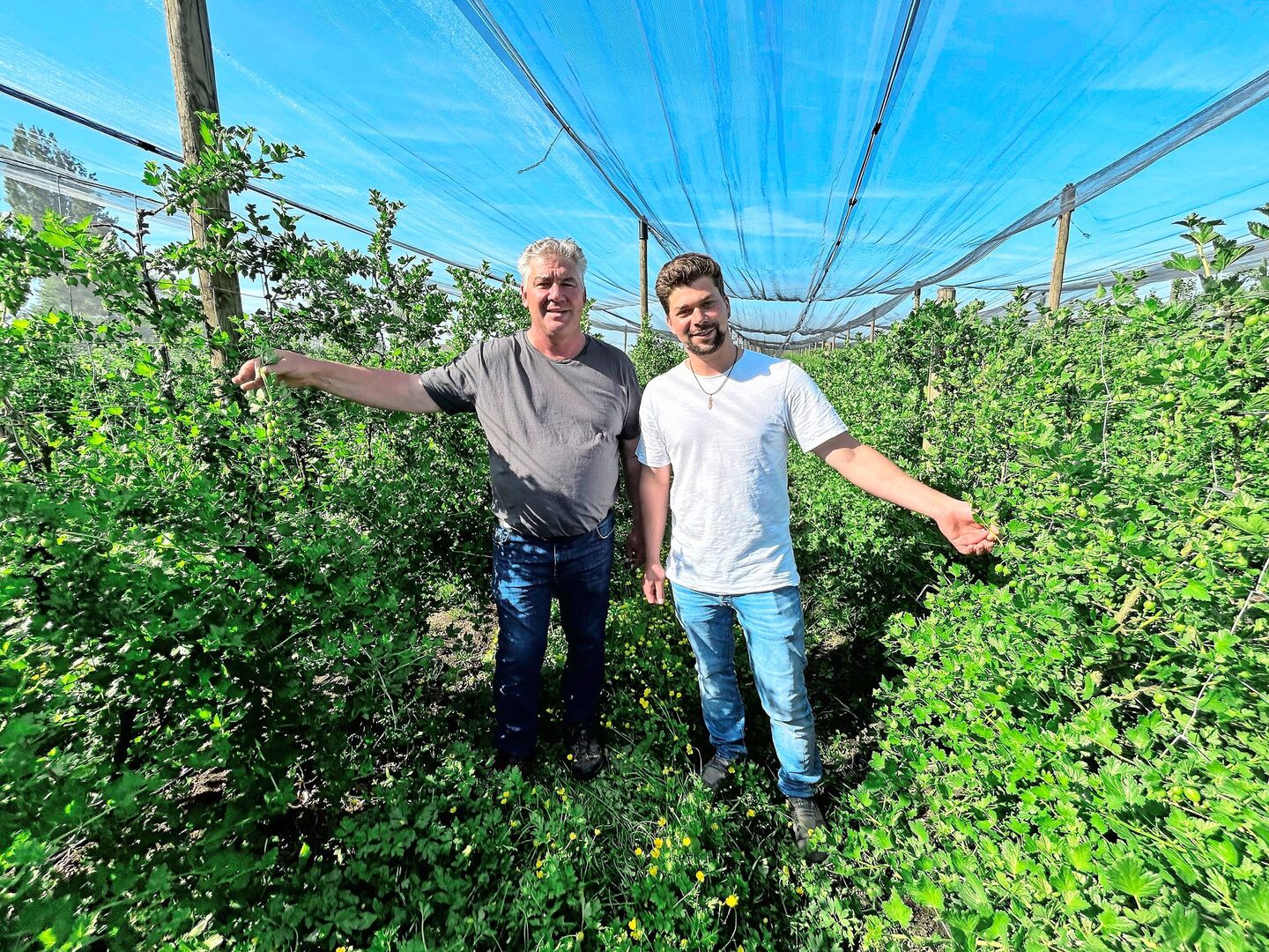 Urs und Ralph Wehrle (v. l.) haben ein Faible für Stachelbeerkulturen. Mit dem Anbau begann Urs Wehrle bereits als 18-Jähriger.