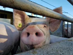 In Belgien liegen die Schweinepreise 30 % unter dem Vorjahresniveau. (Bild BauernZeitung/Archiv)