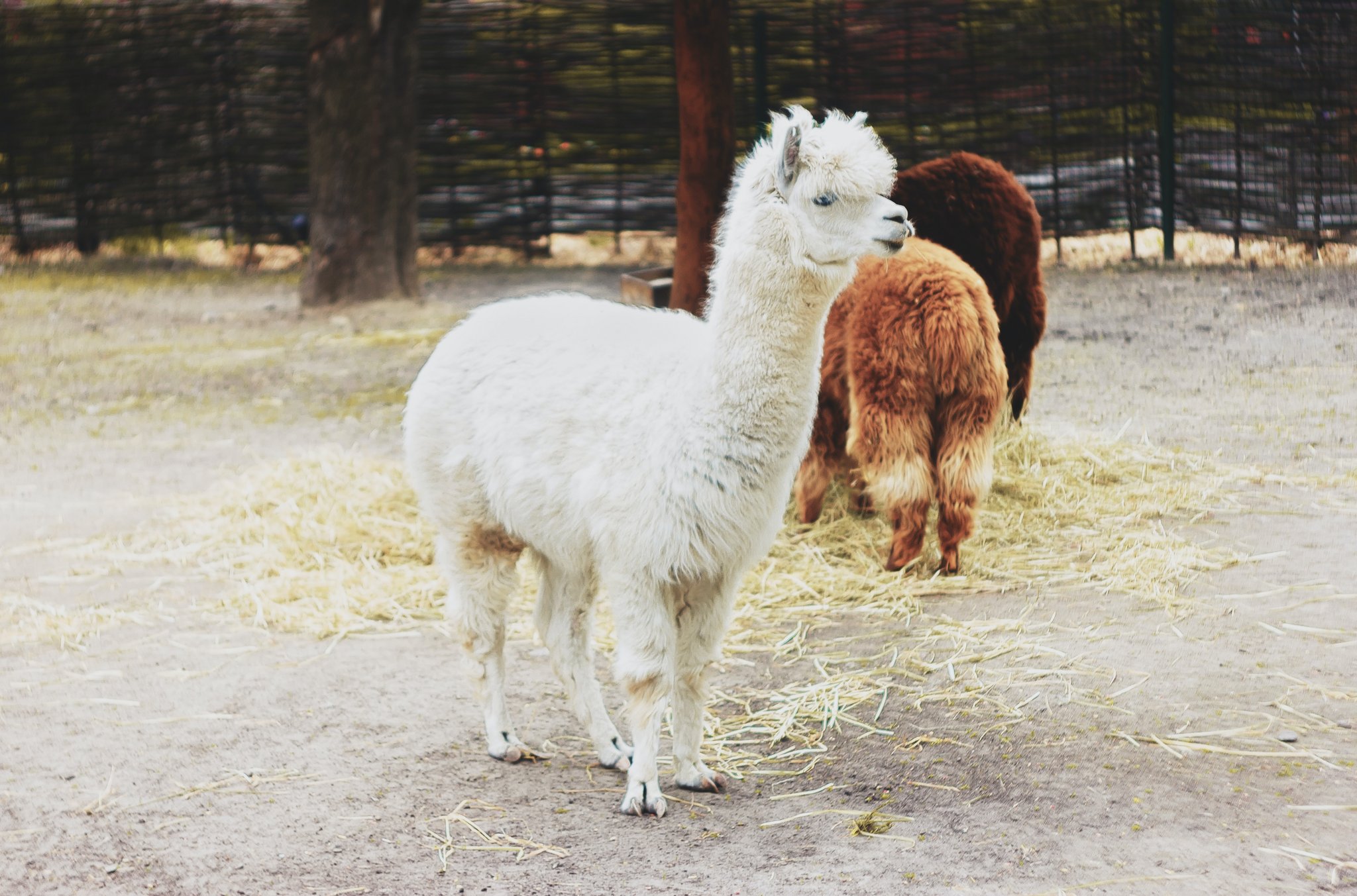 Wofür nutzen Sie die Lamas bzw. Alpakas auf Ihrem Hof?