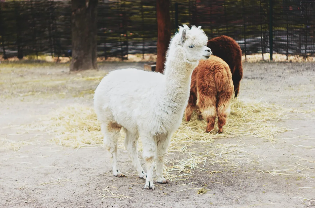 abbat-i3jehqbgqx0-unsplash Wofür nutzen Sie die Lamas bzw. Alpakas auf Ihrem Hof?