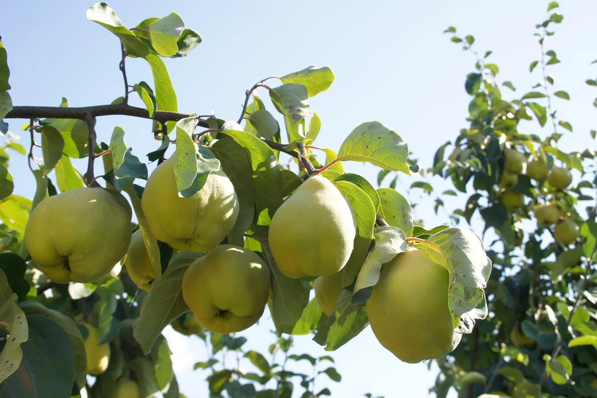 Quitte – die herb(stlich)-süsse Versuchung
