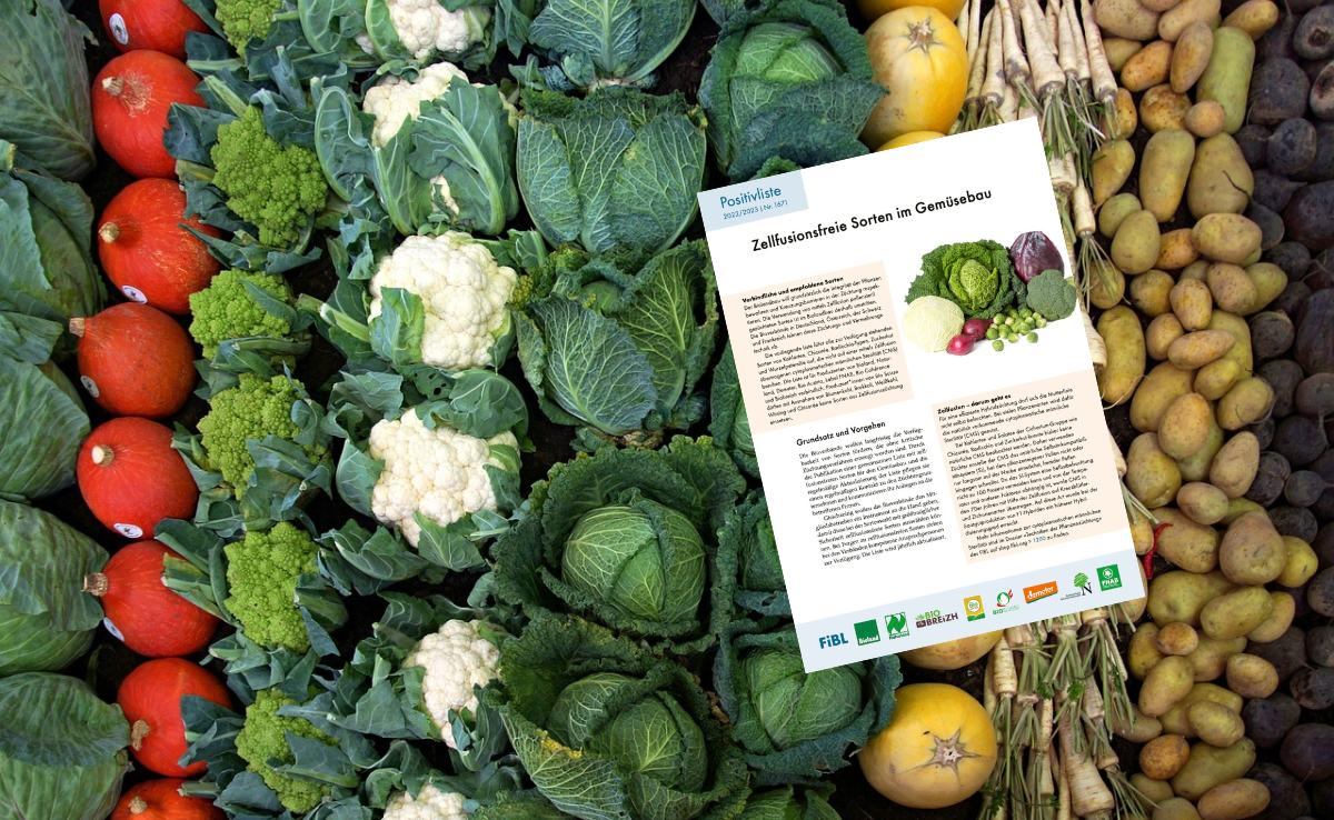 Hier finden Sie die neue Liste mit CMS-freien Gemüsesorten – für Demeter verbindlich, für Bio Suisse empfohlen