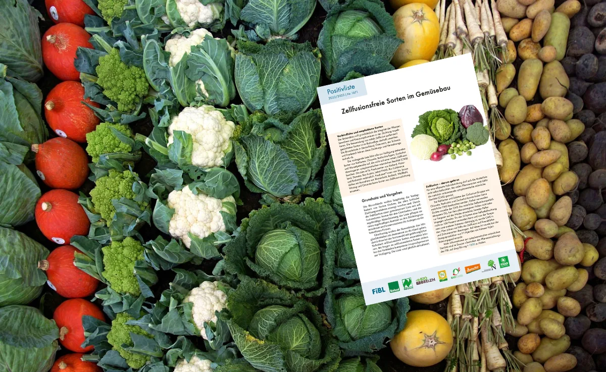 Hier finden Sie die neue Liste mit CMS-freien Gemüsesorten – für Demeter verbindlich, für Bio Suisse empfohlen