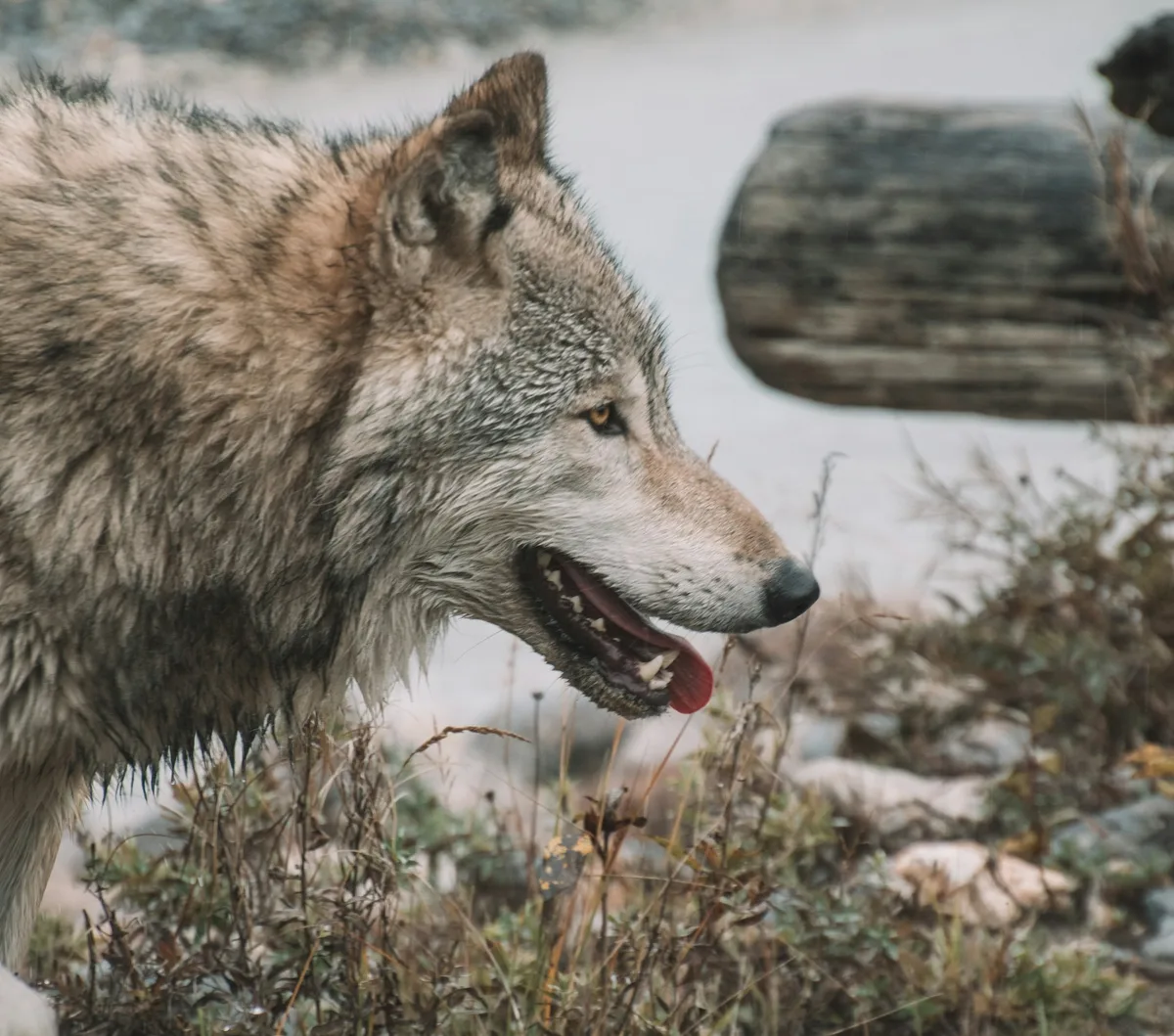 73 Bewilligungen, 49 Wolfs-Abschüsse: «Wo ein Wille ist, funktioniert es»