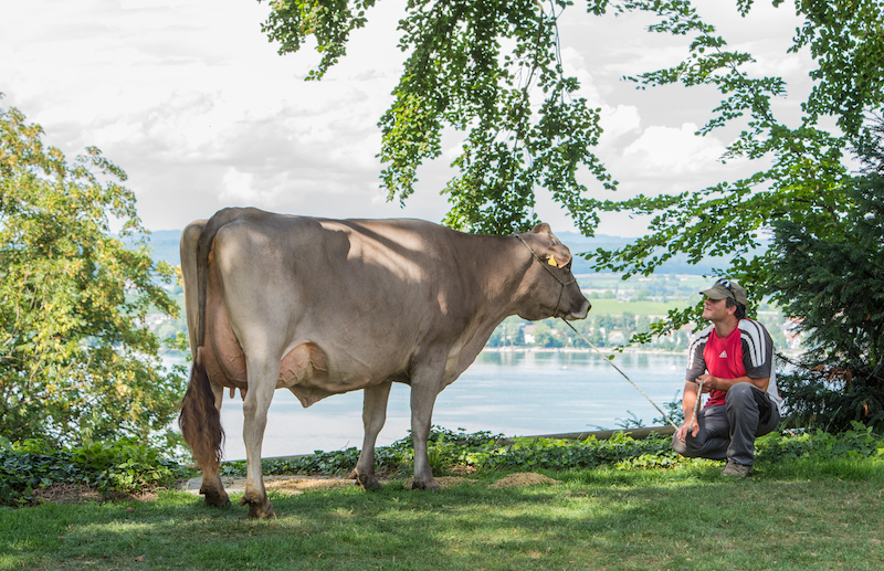 Die Kühe von Heinz Haffa leisten pro Laktation im Schnitt gut 9‘000 kg Milch. (Bilder zVg)