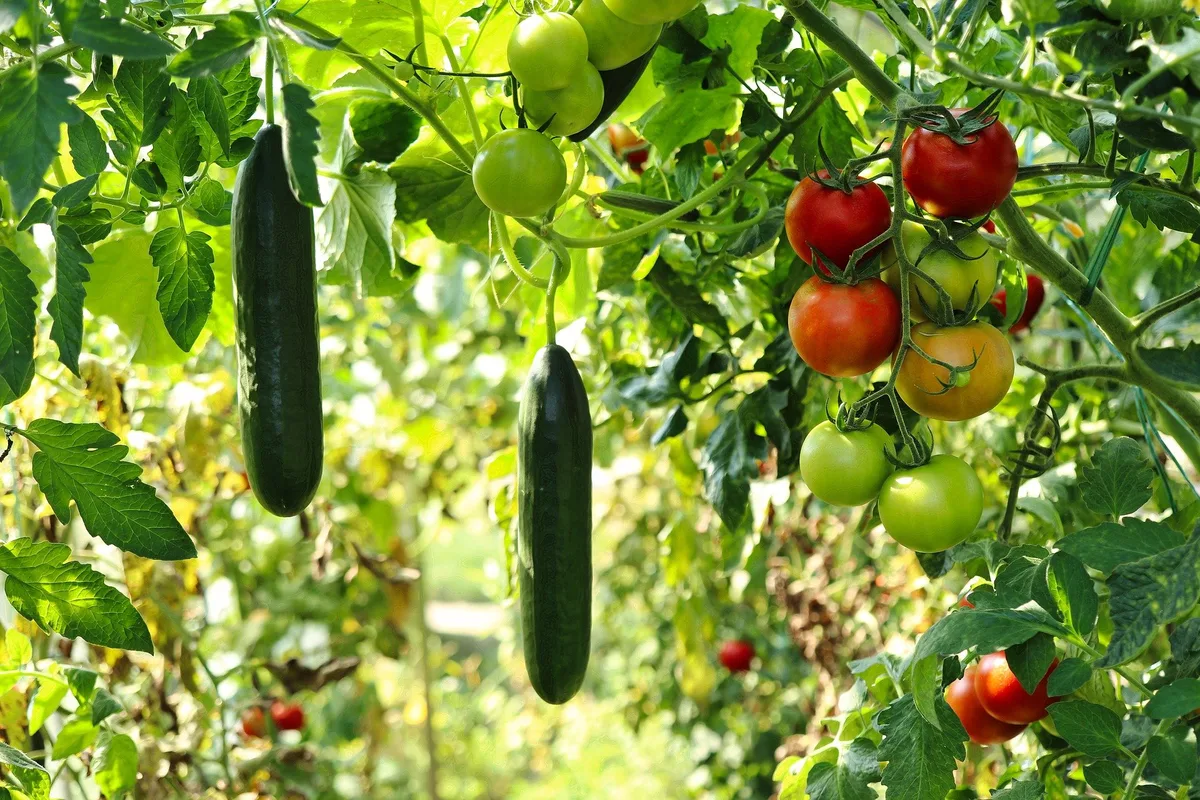 cucumber-plant-gb304efabf_1920 Naturwunder Gemüsegarten - Die grosse Welt der kleinen Tiere