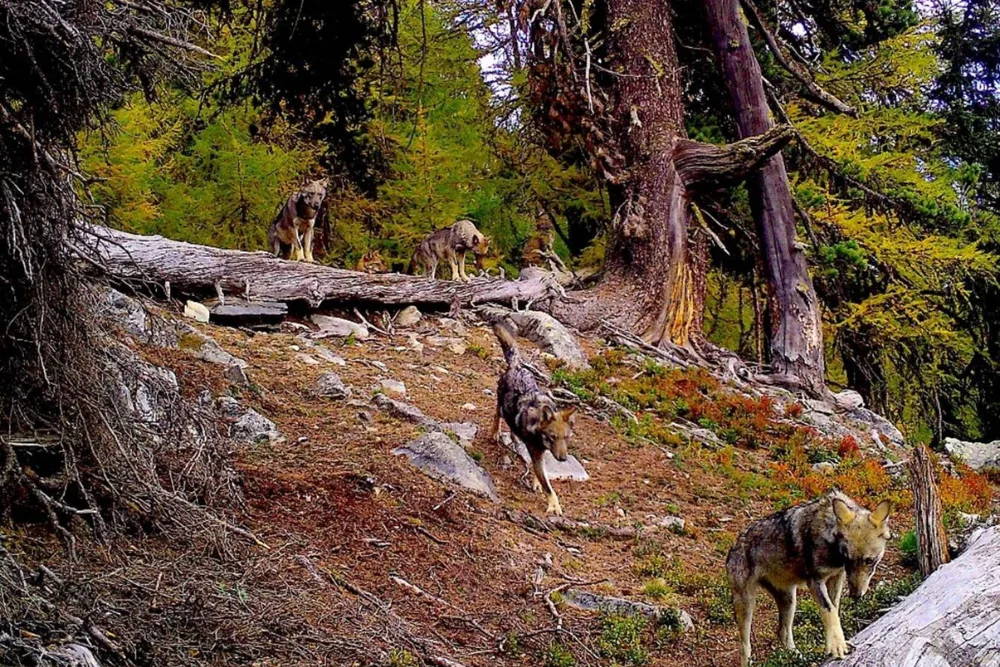 OS-B-28-Jagd-Re__gulation_proactif_loup Es braucht Nachbesserungen bei der Jagdverordnung