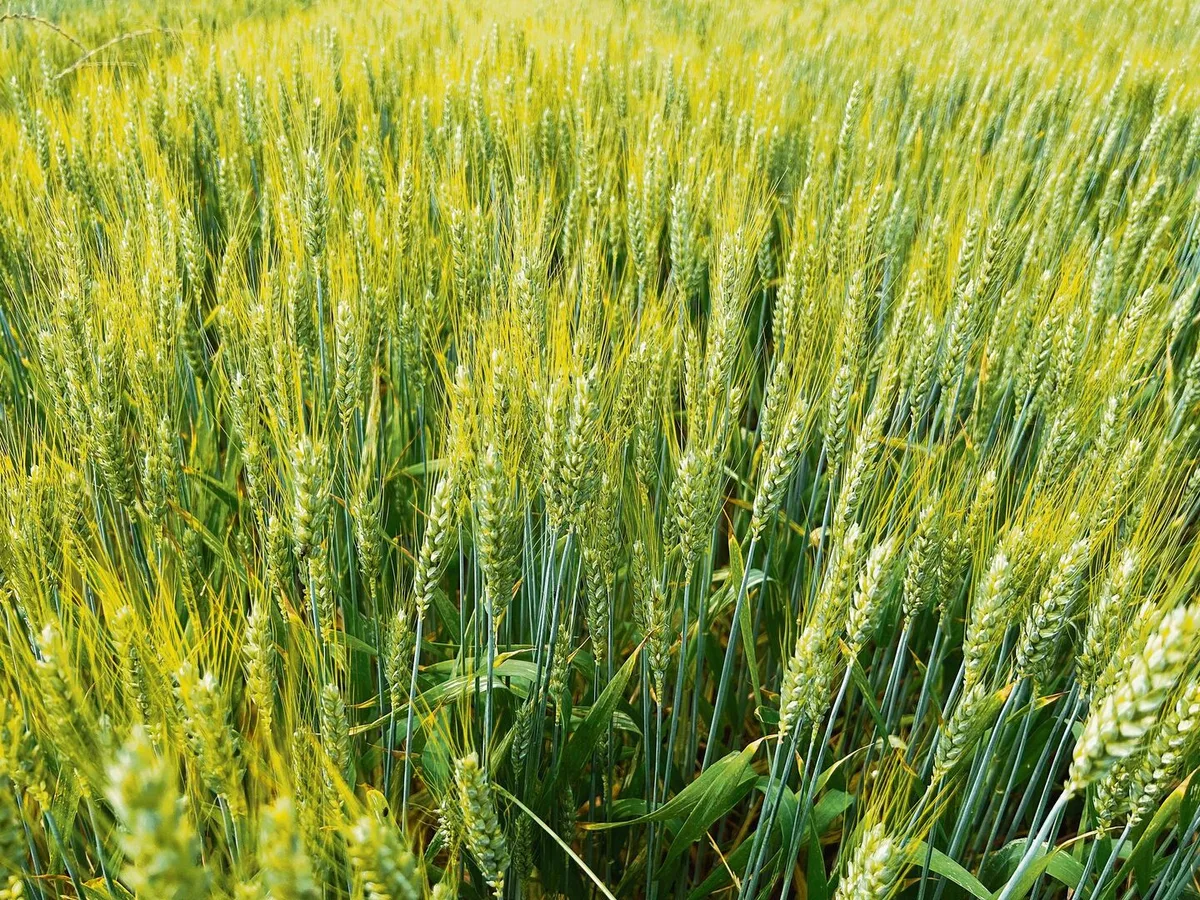 3cb7e8aaf9244be57b3158382fd2acdc24bc8219bb6be0208e9f95e75e5a38e3 Mahlweizen in Bioqualität ist weiterhin gesucht.