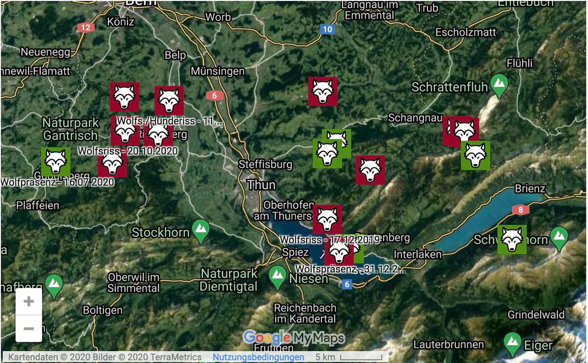 38567ec457a3bb56f0210f4a940435b9c3540d40 Der Berner Bauernverband zeigt auf einer Karte die diesjährigen Wolfssichtungen und -risse. (Bild Berner Bauernverband)