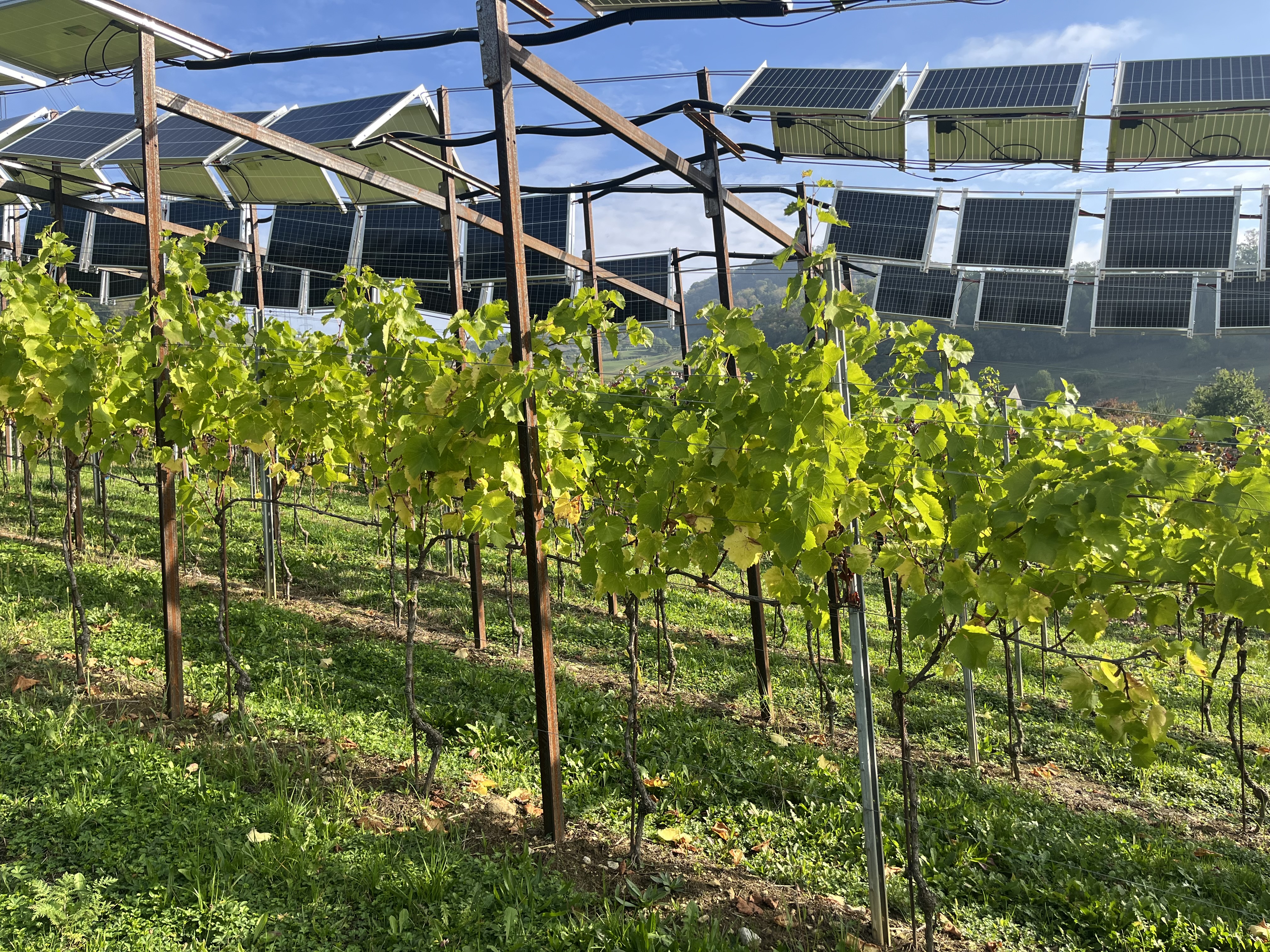 Dachförmige, flache und vertikale Panels über den Muscaris-Reben auf dem Zelglihof in Sissach. Getragen werden sie von in den Boden gerammten Stahlprofilen.