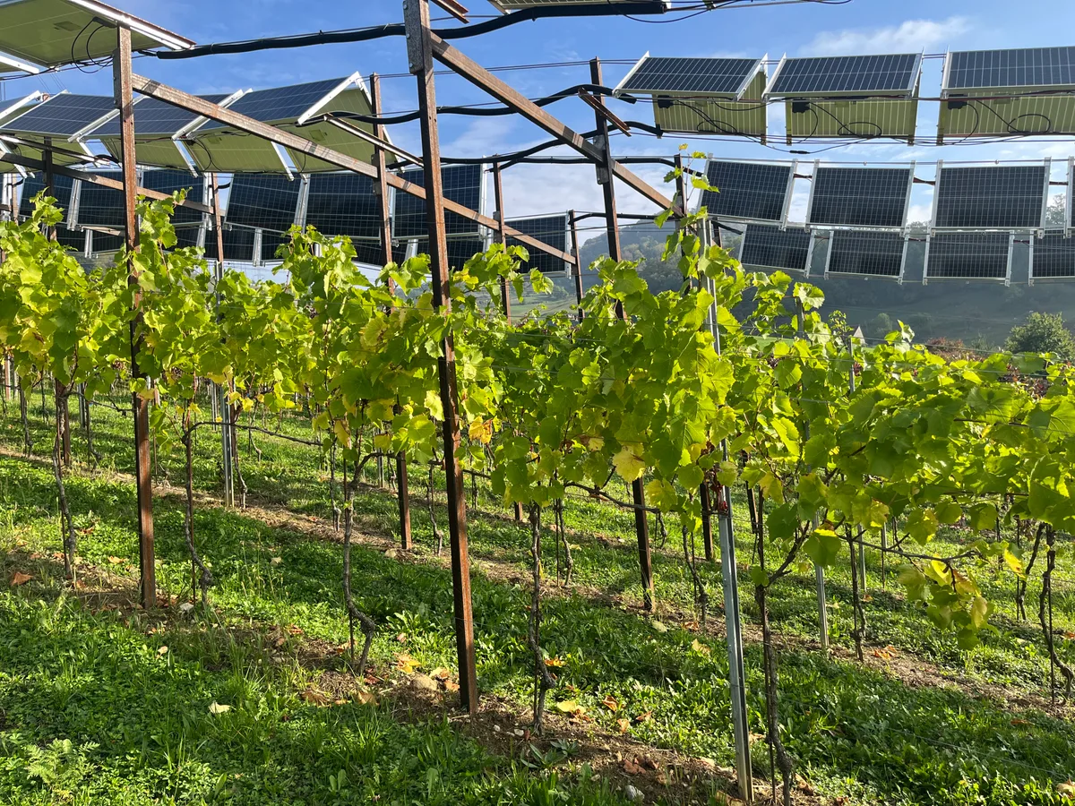 IMG_2588.jpeg Dachförmige, flache und vertikale Panels über den Muscaris-Reben auf dem Zelglihof in Sissach. Getragen werden sie von in den Boden gerammten Stahlprofilen.