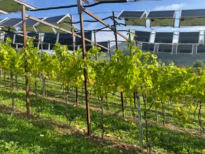 Dachförmige, flache und vertikale Panels über den Muscaris-Reben auf dem Zelglihof in Sissach. Getragen werden sie von in den Boden gerammten Stahlprofilen.