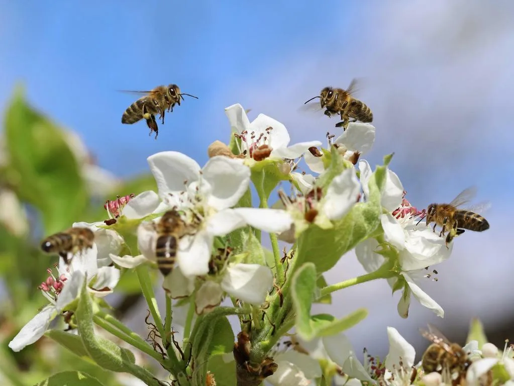 30081e273a7616eea55cd3ca714dc983d8722c45 Sowohl Befürworter als auch Gegner der Pflanzenschutz-Initiativen meldeten sich am Weltbienentag zu Wort. (Bild SBV)