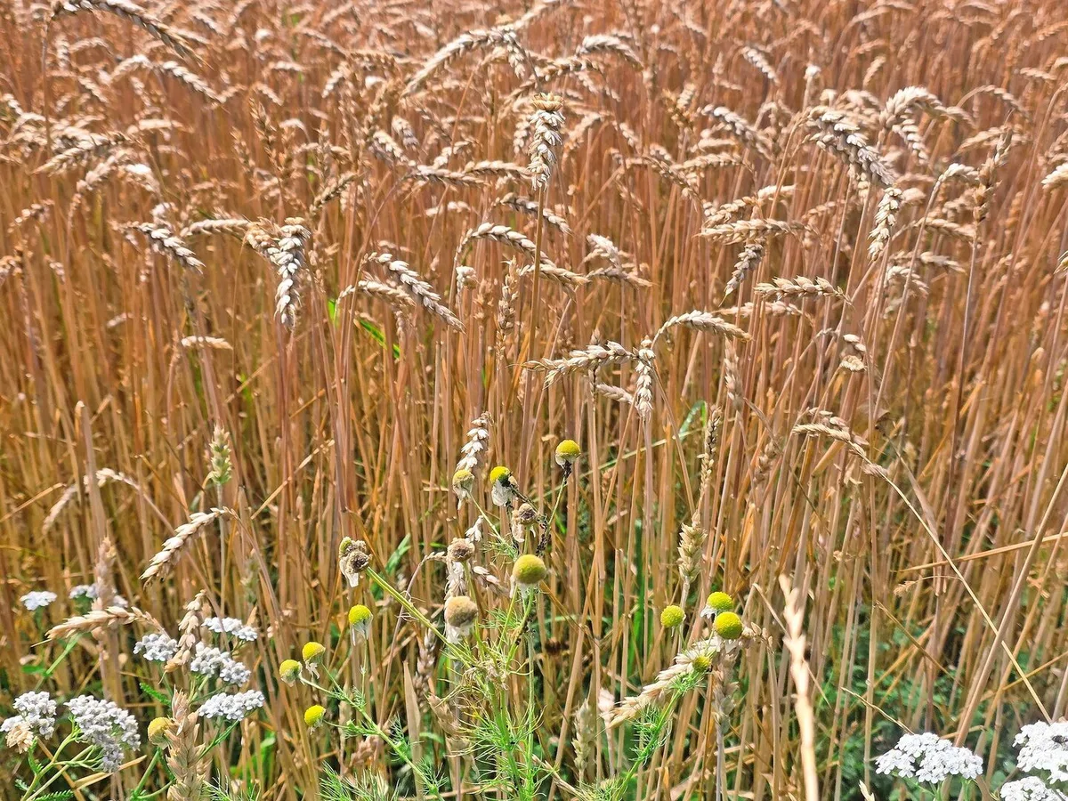 89cb4a310cfd883256142d937c614649c701d3ce48f2962488f7706802037bde Biogetreide präsentiert sich bestens.