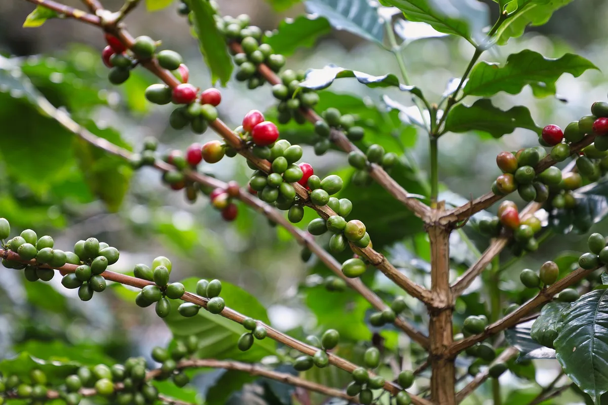 ad6113bf72245c807c73b33c321ff73c7f611c5d Auch bei der Kaffeeproduktion muss sich etwas verändern. So sollen die Bauern auf robustere Kaffeebäume setzen und die Arten diversifizieren. (Bild Pixabay)
