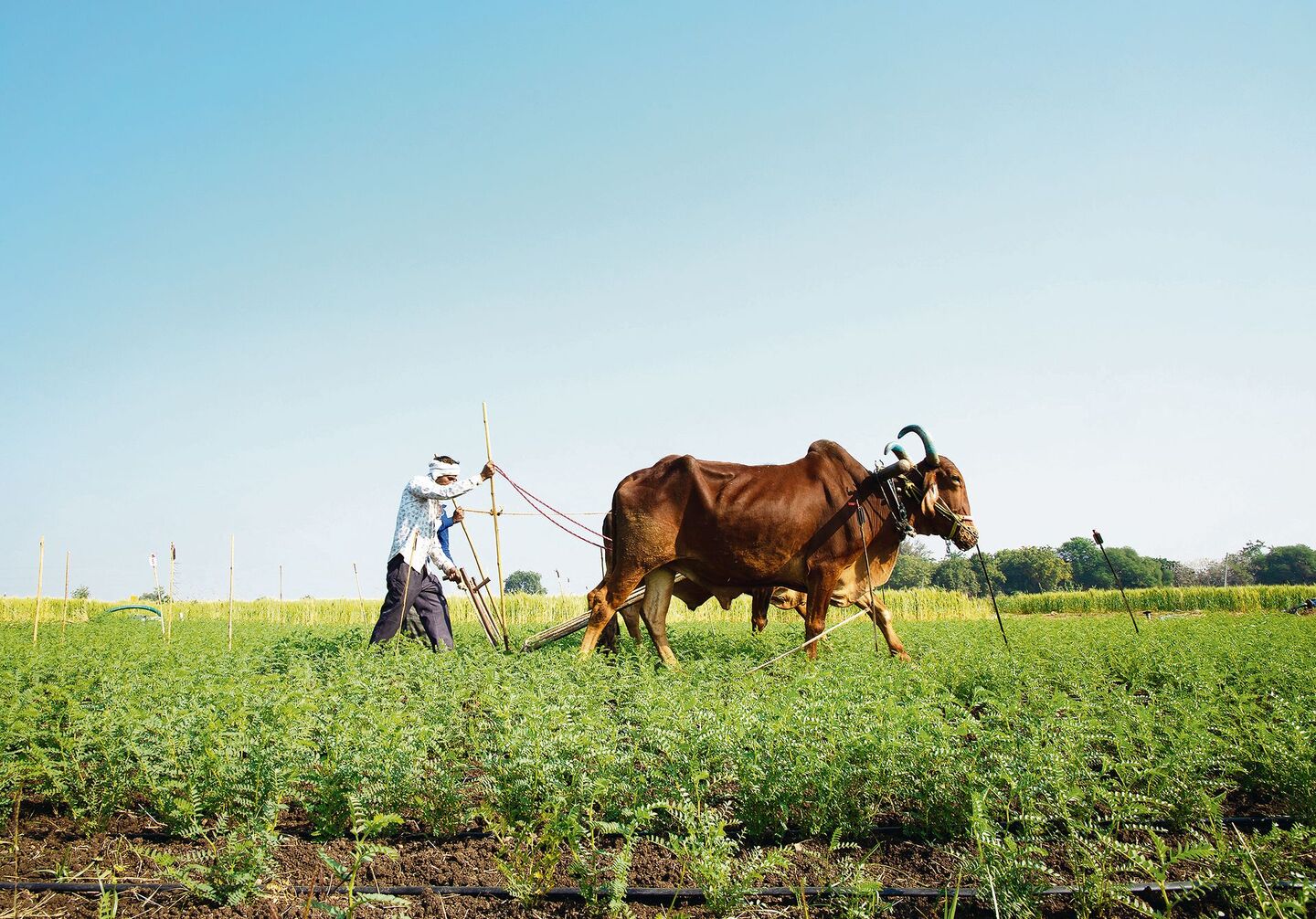 Viel Feldarbeit wird in Indien noch ohne Maschinen bewältigt. Deren Ankauf wäre zu teuer. Denn viele der Kleinbauern bewirtschaften nur zwei bis vier Hektaren Land.