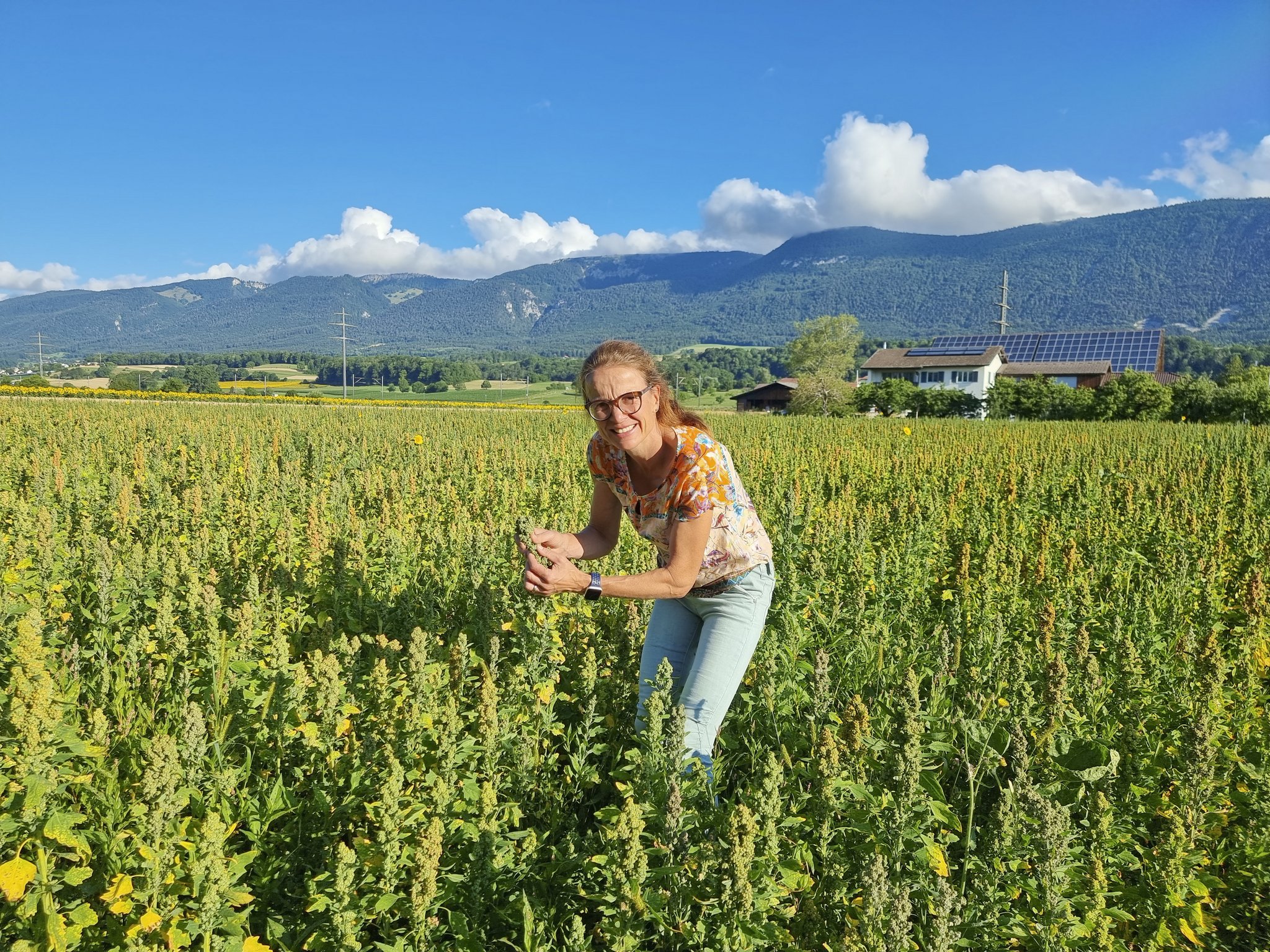 Quinoa – grosser Preisdruck bei der Wunderpflanze
