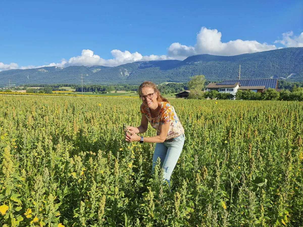 20220708_080435 Quinoa – grosser Preisdruck bei der Wunderpflanze