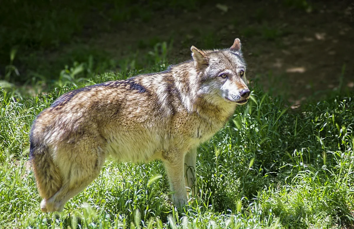 Wolf_wiese Wölfe werden proaktiv geschossen – und trotzdem gibt es immer mehr in der Schweiz