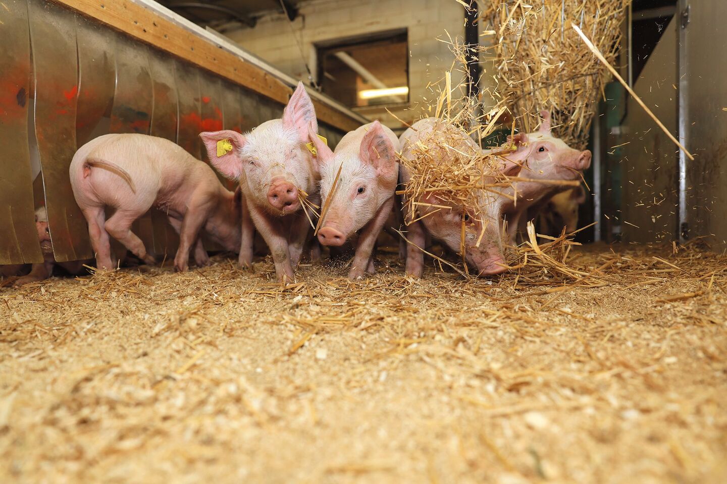 Abgesetzte Ferkel stehen in ihrer Bucht, als von oben Stroh eingestreut wird, das die Ferkel in der Nase piekt.