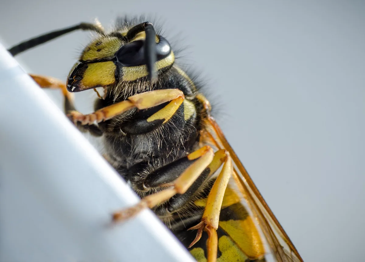 wasp-5024465 Jetzt fliegen die Wespen wieder: Der Schweizer Tierschutz gibt Tipps