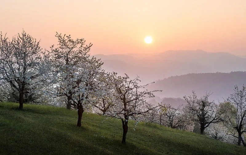 9e0ca223fdba0d62c6affaabdb9e478e7b96991b Am 28. April 2019 ist es wieder soweit: Hochstamm Suisse und Birdlife Schweiz laden zum mittlerweile traditionellen 16. nationalen Tag der Hochstammbäume ein. (Bild Hochstamm Suisse)