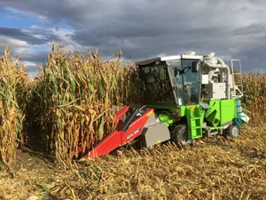 Für den Körnermaisanbau 2023 werden von Swiss Granum diverse neue Sorten empfohlen, darunter auch die Doppelnutzungssorten KWS Chiasso, LG 32257 und KWS Glasgo.