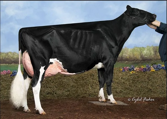 3b18d1f0a62ced0da7a48e504f878ba2c2c6f15a Butz-Butler Goldwyn Barbara jetzt mit EX-95 (Euter EX-96). (Bild Cybil Fisher)
