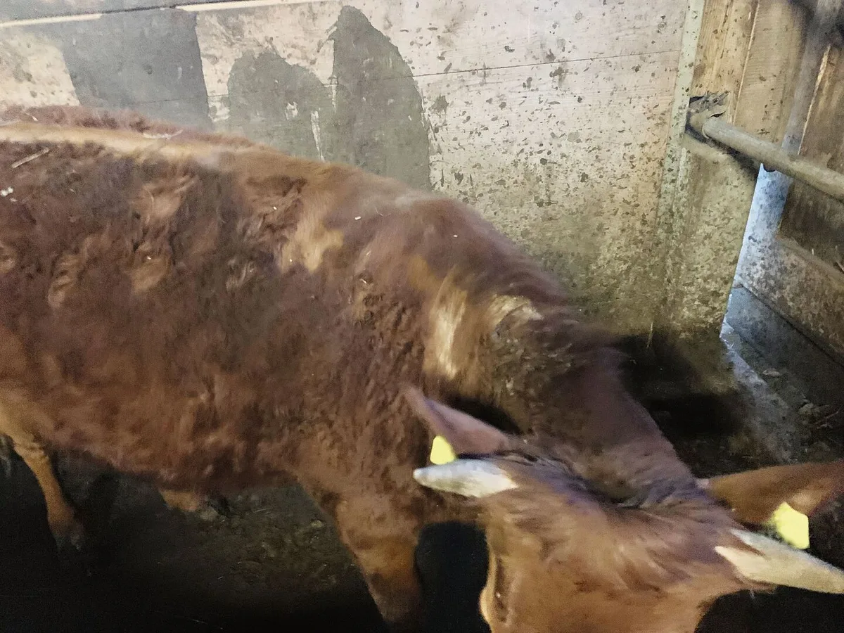 Der Hals und der halbe Rücken eines Rinds weisen kahle Stellen auf.