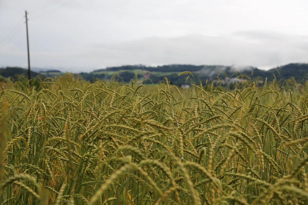 Ein Betrieb ernährt 99 Menschen