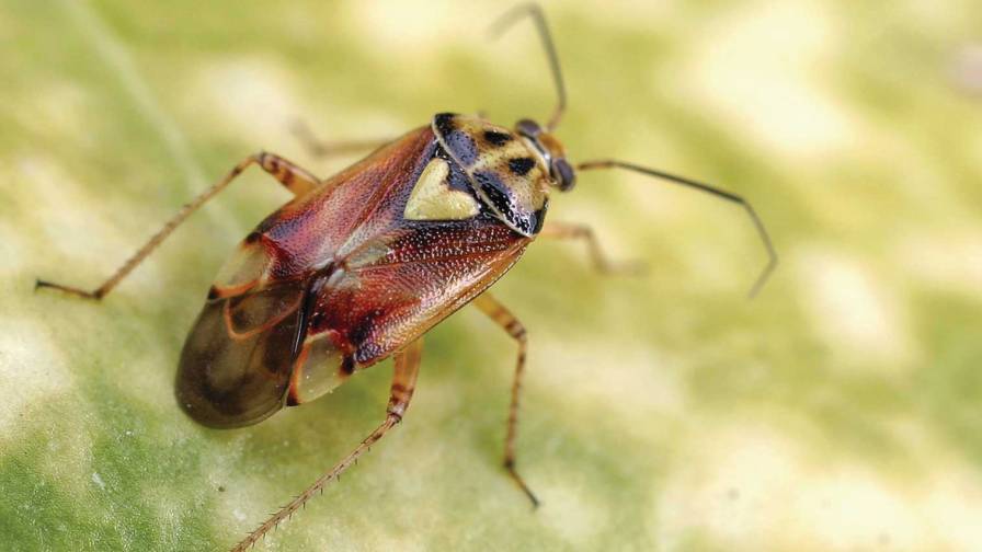 Lygus pratensis, die gemeine Wiesenwanze, könnte in Zukunft dank dem Klimawandel zu einem wichtigen Schädling im Gemüsebau werden. (Bild Croplife.com)