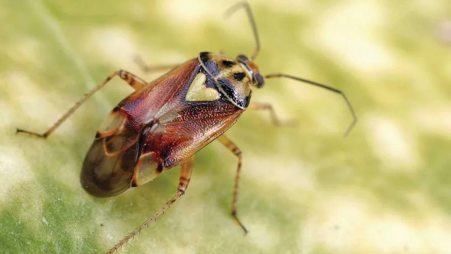 2dafec810e119e9b1fa4adaa874eeb673dee7dcb Lygus pratensis, die gemeine Wiesenwanze, könnte in Zukunft dank dem Klimawandel zu einem wichtigen Schädling im Gemüsebau werden. (Bild Croplife.com)