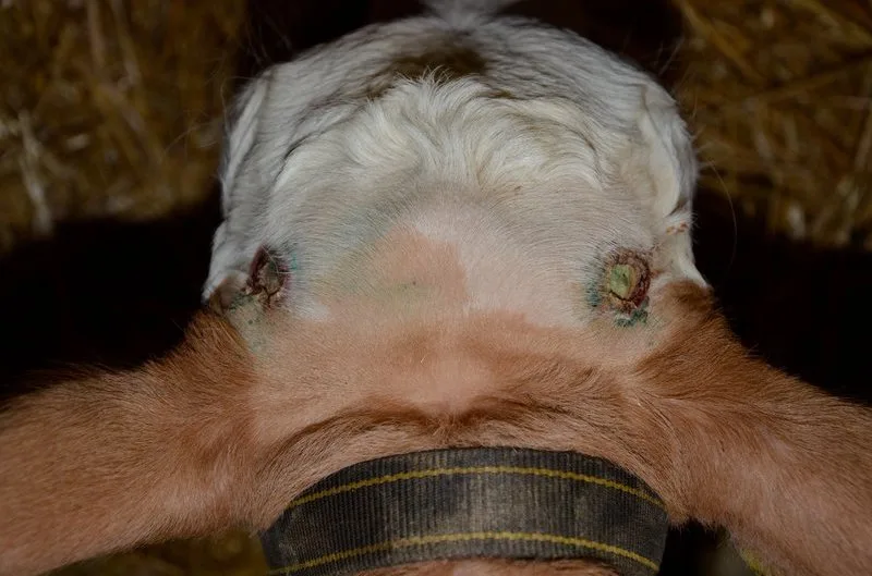 158643f080ad6a39b1325b6da00308a188414d8d Man sieht von oben auf den Kopf eines Kalbs, dessen frisch enthornte Stellen gut zu sehen sind. (Bild Aline Küenzi)