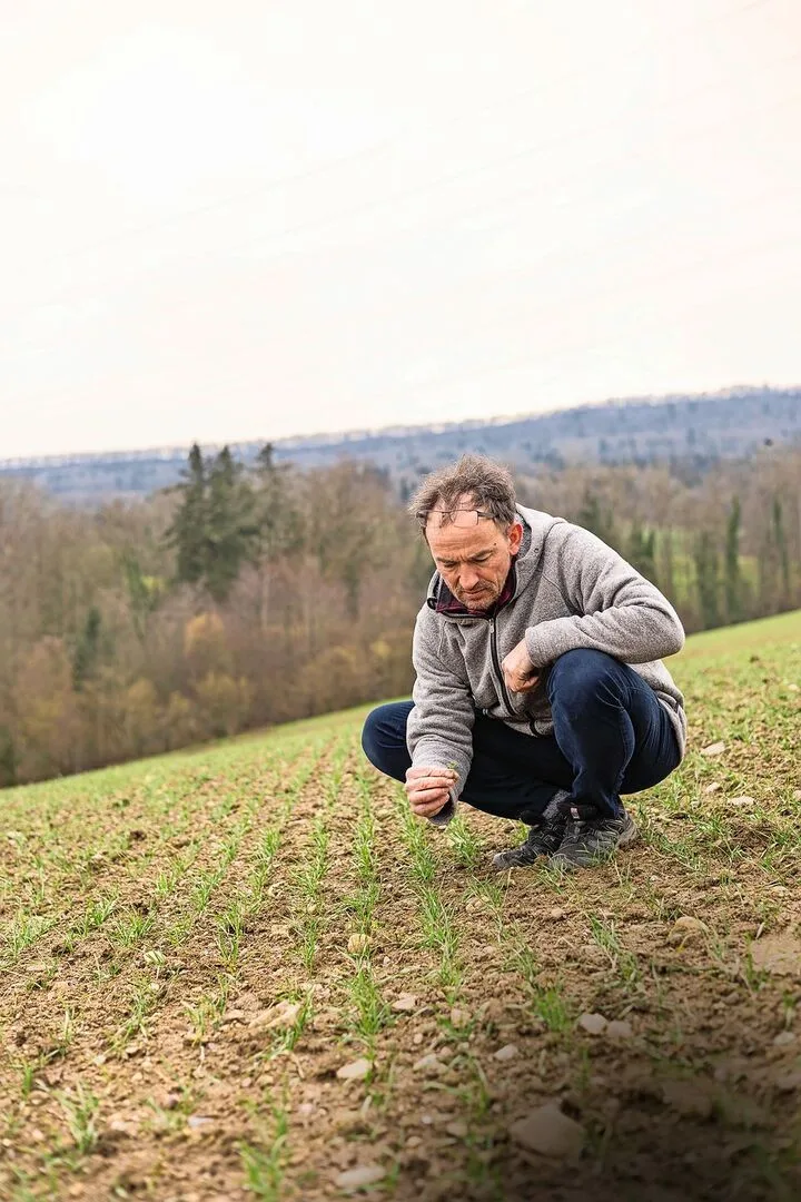 Ein kritischer Blick auf die noch kleinen Unkräuter. Christian Meier entscheidet anhand vom Unkrautdruck mit Ehrenpreis und Vogelmiere, ob ein Striegeldurchgang nötig sein wird.