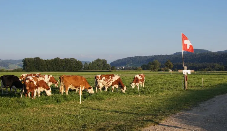 00ae18fada7b749fa5db8f2761279e997cc9f118 Für nachhaltig produzierte Milch nach Standard der Branchenorganisation Milch (BOM) soll es künftig 2 Rappen mehr pro Liter geben. (Symbolbild ji)
