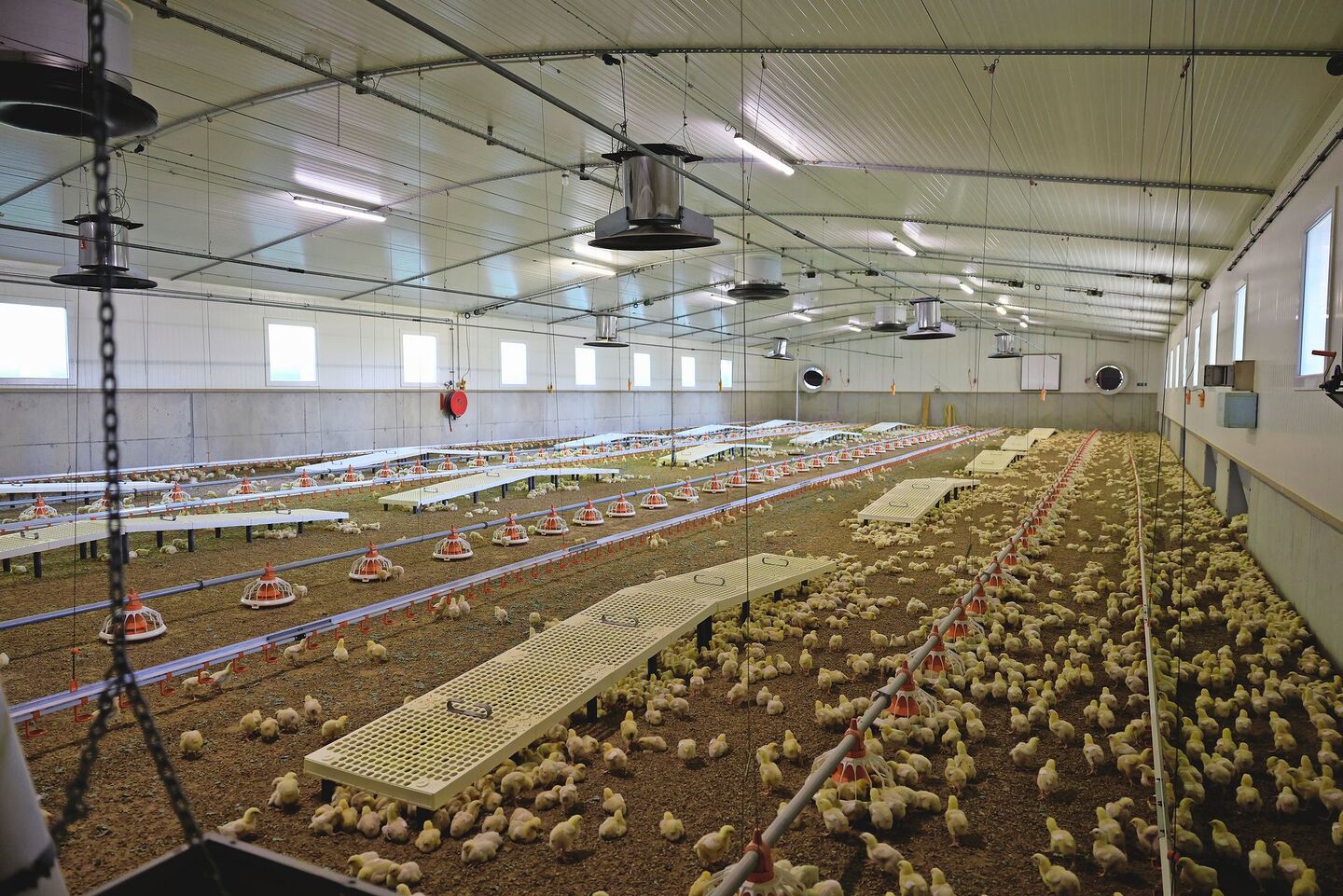 Um die Gesundheit der Bevölkerung zu schützen, werden Mastpouletbetriebe in der Schweiz seit Jahren auf Salmonellen überprüft.
