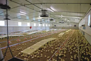 Um die Gesundheit der Bevölkerung zu schützen, werden Mastpouletbetriebe in der Schweiz seit Jahren auf Salmonellen überprüft.