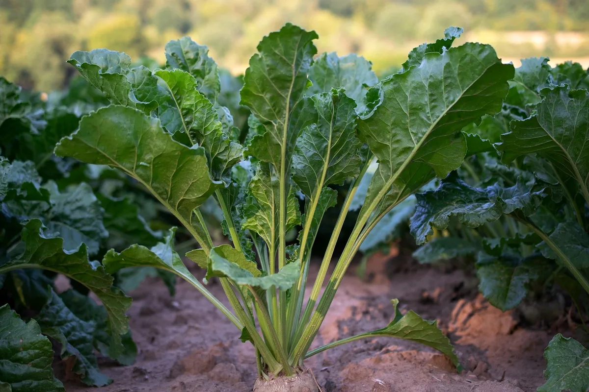 sugar-beet-g1e295d3af_1920 Ein Hoffnungsschimmer für den nachhaltigen Pflanzenschutz beim Anbau von Zuckerrüben