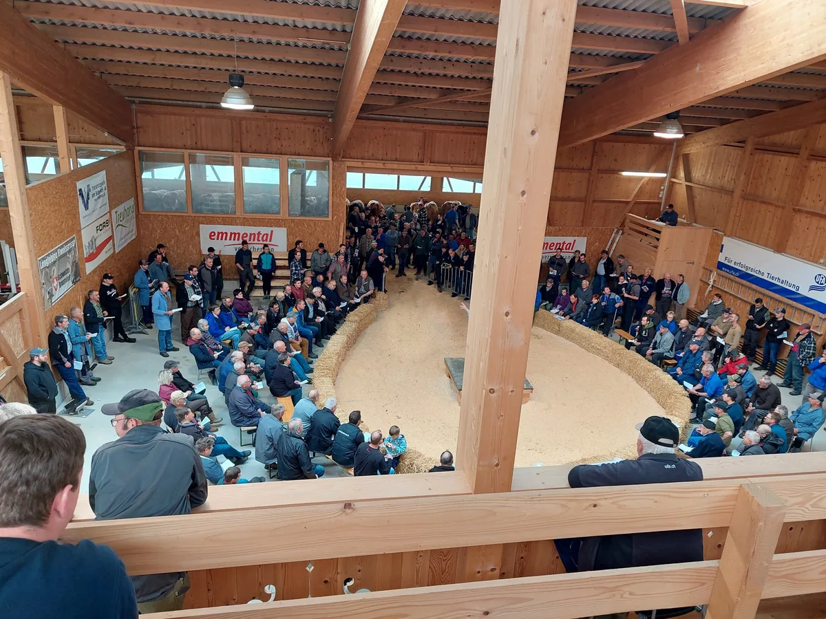 NS-B-45-erwLegende Das Braunvieh erobert die Markthalle in Schüpbach