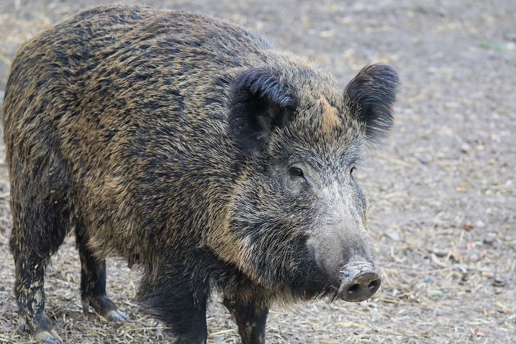 860acabb7d92947e5d3eb6f584a890d607ff4982 Wildschweine können Hausschweine mit der gefürchteten Tierseuche Afrikanische Schweinepest (ASP) anstecken. (Bild Pixabay)