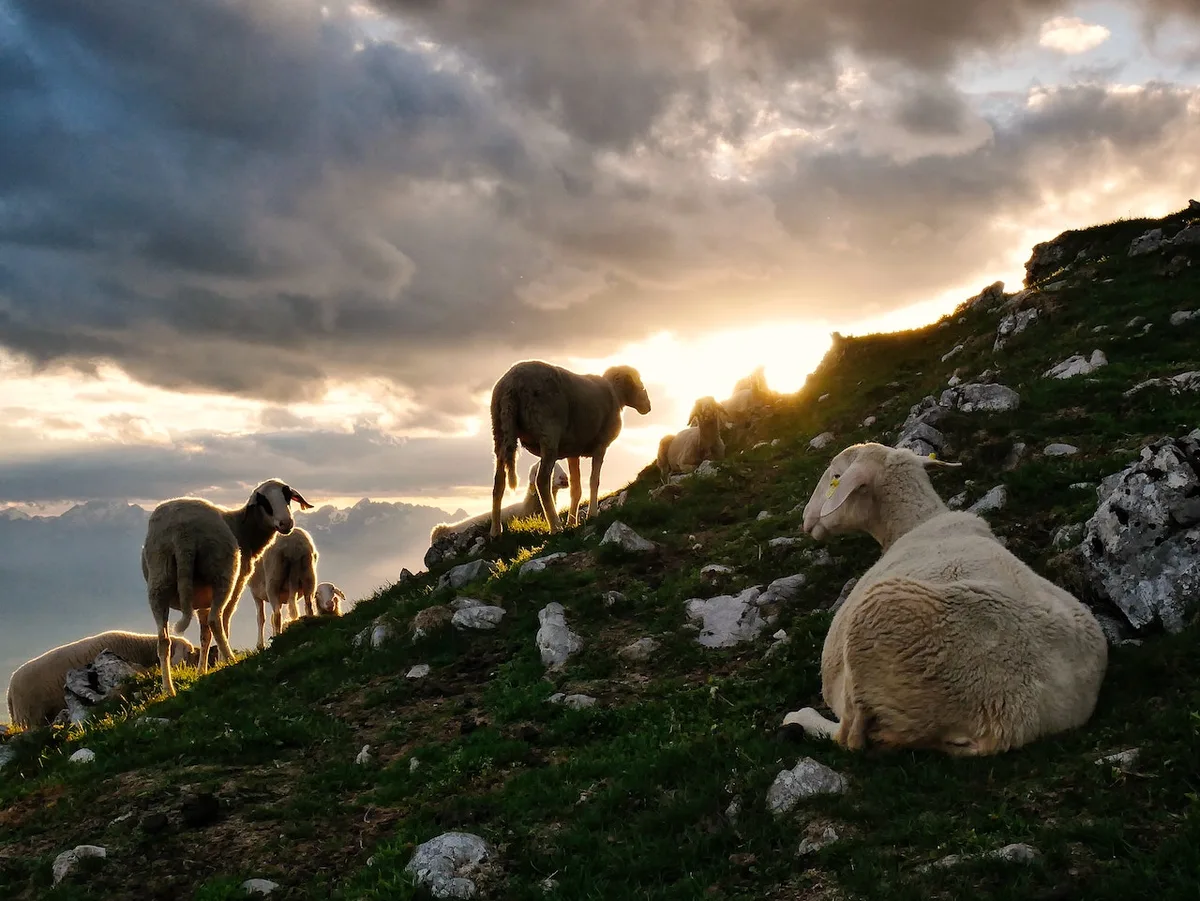 Jagdverordnung tritt in Kraft: Das gilt ab Juli 2023 beim Wolf