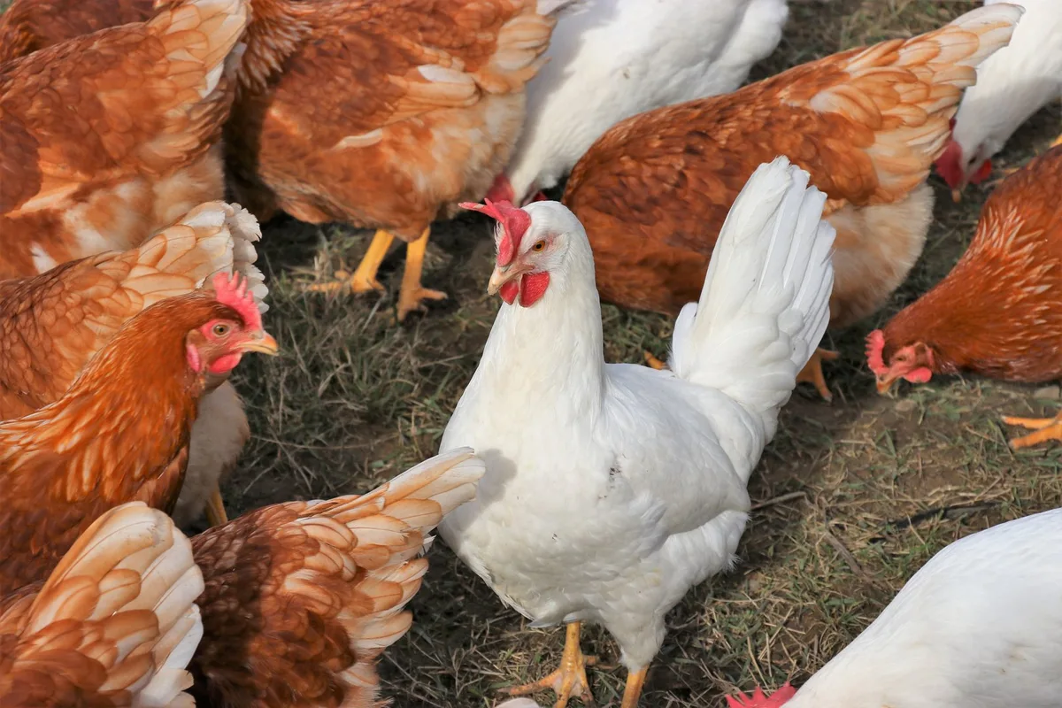 Wenn die Eierschale bei der Legehenne bröckelt: Die wichtigsten Stellschrauben