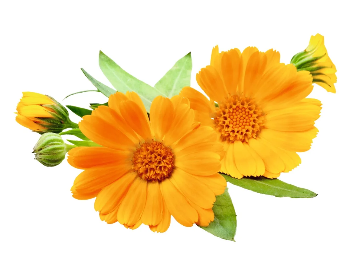 a14b0a5d6d8cb3649e436cc9ef5772868430da62 Garten-Ringelblume – Calendula officinalis L – Die Ringelblume fördert die Wundheilung, auch bei solchen mit schlechter Heilungstendenz. Man kann damit zum Beispiel eine Ringelblumen-Tinktur zur Wundreinigung herstellen.