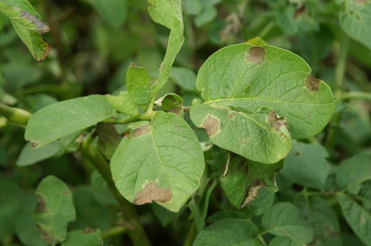 Ein Befall des Erregers Phytophthora infestans ist primär am Kraut der Kartoffeln sichtbar. (Bild Agroscope)