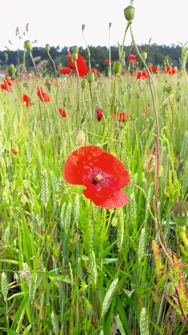 796147309f0a1ee7972306af33c9e5344e8157ea304264d06ca019d5b2834ed2 Natürliche Ackerbegleitflora wie Klatschmohn, Kornblumen und Stiefmütterchen können im Ackerschonstreifen gut gedeihen.